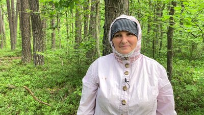 Людмила Мошняга збирає чорниці у лісі на Рівненщині Людмила Мошняга збирає чорниці у лісі на Рівненщині
