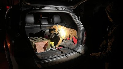 Собака кінологічної групи 5 Слобожанської бригади "Скіф" НГУ