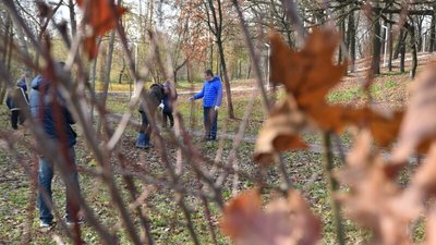 Майже сто дубів висадять у заказнику Луцька Майже сто дубів висадять у заказнику Луцька