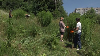 У Вінниці територію малої річки почистили від золотушника