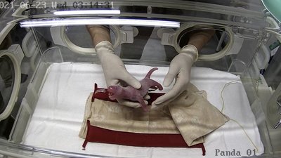 Гігантська панда народила дитинчат-близнюків в японському зоопарку
