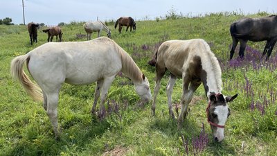 У кінному клубі біля Полтави близько 30 коней У кінному клубі біля Полтави близько 30 коней
