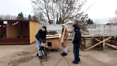 Як волонтери у Сумах прилаштовували безпритульних тварин Як волонтери у Сумах прилаштовували безпритульних тварин