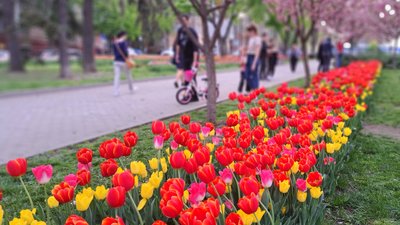 "Маленькі Японія й Голландія". Тюльпани й сакури в Дніпрі – фоторепортаж "Маленькі Японія й Голландія". Тюльпани й сакури в Дніпрі – фоторепортаж