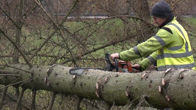 Комунальники зрізають аварійні дерева в парку у Луцьку, листопад 2025 рік