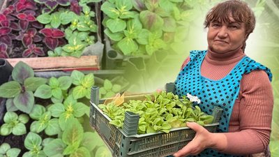 Житомир, Малин, квіти, розсада