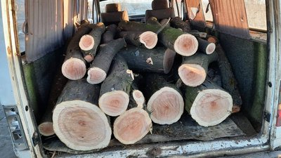 "Застали на "гарячому". В Одеській області затримали чоловіків, які вирубували дерева – ДПСУ