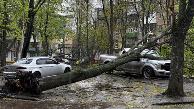 Щонайменше 30 дерев впали у Харкові через негоду 26 квітня: фото наслідків