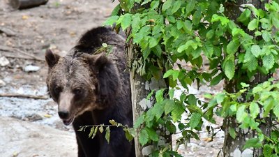 На Хмельниччині прикарпатські ветеринари лікують ведмедів На Хмельниччині прикарпатські ветеринари лікують ведмедів
