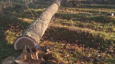 На території нацпарку "Джарилгацький", що на Херсонщині, виявили лісового браконьєра На території нацпарку "Джарилгацький", що на Херсонщині, виявили лісового браконьєра