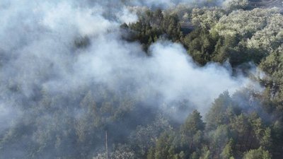 Пожежа у лісі на Миколаївщині Пожежа у лісі на Миколаївщині