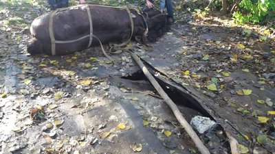 На Рівненщині кобила провалилася під міст, її діставали рятувальники