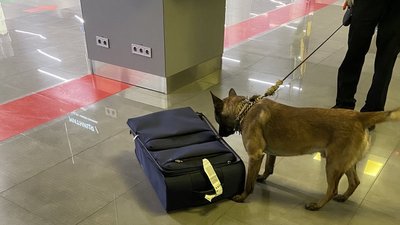 Собаки Одеса Собаки Одеса