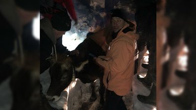 На Львівщині рятувальники витягали корову, яка застрягла у снігу