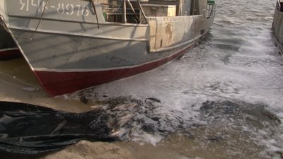 Зариблення Дніпра в селі Рацеве на Черкащині Зариблення Дніпра в селі Рацеве на Черкащині