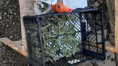 У жителя Мукачівщини правоохоронці вилучили кілограм марихуани