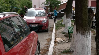 На Рівненщині загинули безпритульні собаки. Мешканці підозрюють масове отруєння