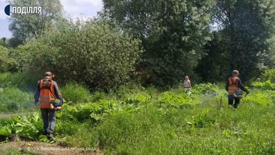 400 тисяч гривень витратять з бюджету Хмельницького на боротьбу з борщівником