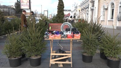 На Житомирщині з початку сезону продали 25 тисяч різдвяних ялинок