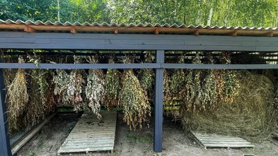 Для диких звірів заготовили понад 80 тисяч віників з гілок дерев і чагарників Для диких звірів заготовили понад 80 тисяч віників з гілок дерев і чагарників