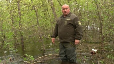 Чим це загрожує насадженням Чим це загрожує насадженням