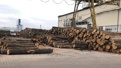 На Вінниччині викрили групу з підприємців та посадовців лісгоспу, які займалися незаконними рубками лісу
