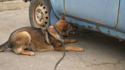Вівчарка Харті шукає вибухівку, залишену військовими РФ на Сумщині Вівчарка Харті шукає вибухівку, залишену військовими РФ на Сумщині
