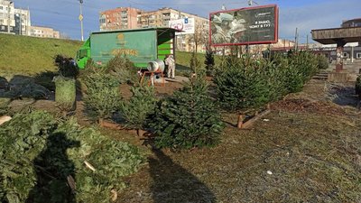 Продаж ялин та сосен у Кропивницькому: які ціни цьогоріч і чи є попит Продаж ялин та сосен у Кропивницькому: які ціни цьогоріч і чи є попит