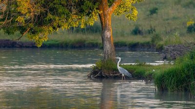 Тернополянин фотографує рідкісних птахів Тернополянин фотографує рідкісних птахів