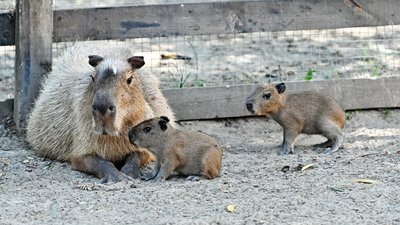 Рекордне потомство у харківському екопарку: капібара Джуді народила шістьох дитинчат