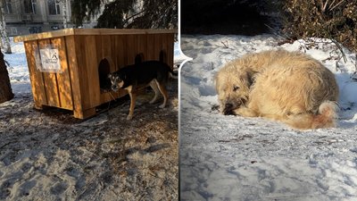 Благодійники встановлюють будки для безпритульних собак у Полтаві