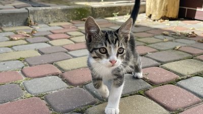 На Полтавщині прилаштовують кошенят, яких забрали з фронту військові На Полтавщині прилаштовують кошенят, яких забрали з фронту військові