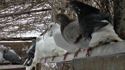 Голуби Леоніда Лазьова Голуби Леоніда Лазьова