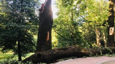 У Львові буревій пошкодив п'ять історичних дерев У Львові буревій пошкодив п'ять історичних дерев