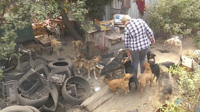 100 безпритульних собак прихистила у себе вдома волонтерка із Кам’янського