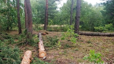 На Рівненщині побили лісівника, який хотів завадити незаконній порубці На Рівненщині побили лісівника, який хотів завадити незаконній порубці