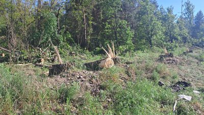 житомир, екологія, дерева, тополя, вирубка, 30 травня 2024 рік
