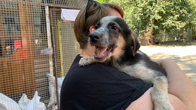 Кропивничанка забрала з Краматорська 17 покинутих собак, сім котів і двох декоративних щурів Кропивничанка забрала з Краматорська 17 покинутих собак, сім котів і двох декоративних щурів