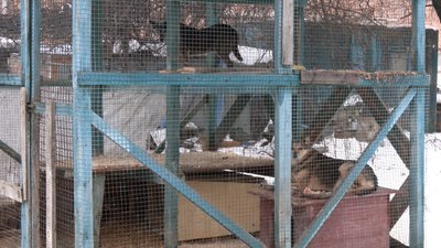 Морози та відключення світла: як переживають зиму тварини у луцькому КП "Ласка" Морози та відключення світла: як переживають зиму тварини у луцькому КП "Ласка"