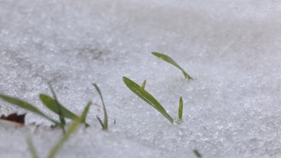 Через коливання температур може постраждати озимина на Волині Через коливання температур може постраждати озимина на Волині