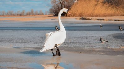 лебеді лебеді