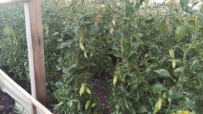 Як виживають селяни на Донеччині без централізованого водопостачання Як виживають селяни на Донеччині без централізованого водопостачання