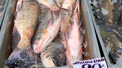 риба, ціна, продаж, житній ринок, рибний сезон риба, ціна, продаж, житній ринок, рибний сезон