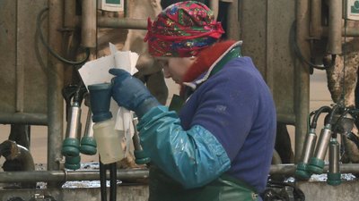 Без вихідних і на генераторі: як працює ферма на Черкащині в умовах відключень світла Без вихідних і на генераторі: як працює ферма на Черкащині в умовах відключень світла