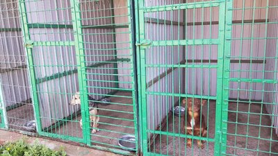 У Херсоні до вересня безплатно стерилізуватимуть безпритульних собак
