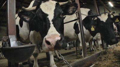 Село без пасовища: власники молочної ферми на Волині не мають де випасати корів Село без пасовища: власники молочної ферми на Волині не мають де випасати корів