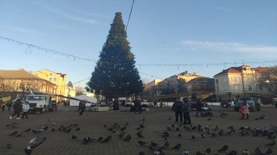 У Тернополі завершують встановлювати головну ялинку міста У Тернополі завершують встановлювати головну ялинку міста