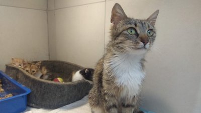 Коти у Домівці врятованих тварин Коти у Домівці врятованих тварин