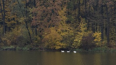 Лебеді