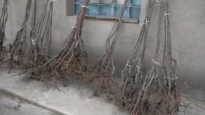 Нацгвардійці та школярі висадили черешені на території військової частини у Вінниці Нацгвардійці та школярі висадили черешені на території військової частини у Вінниці